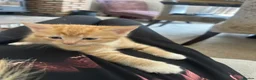 Domestic Shorthair cats for sale: Very cute and friendly litter of kittens  - Advert 14