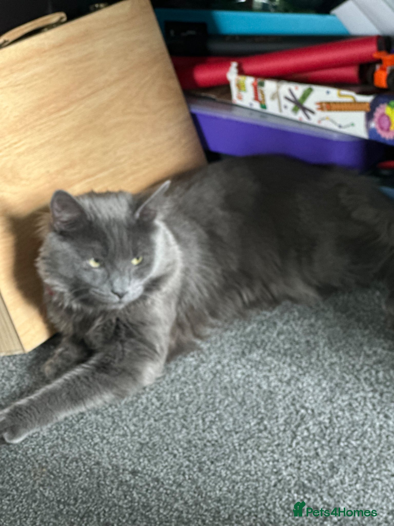 Mixed Breed cats Beautiful long haired Maine coon  - Advert 1