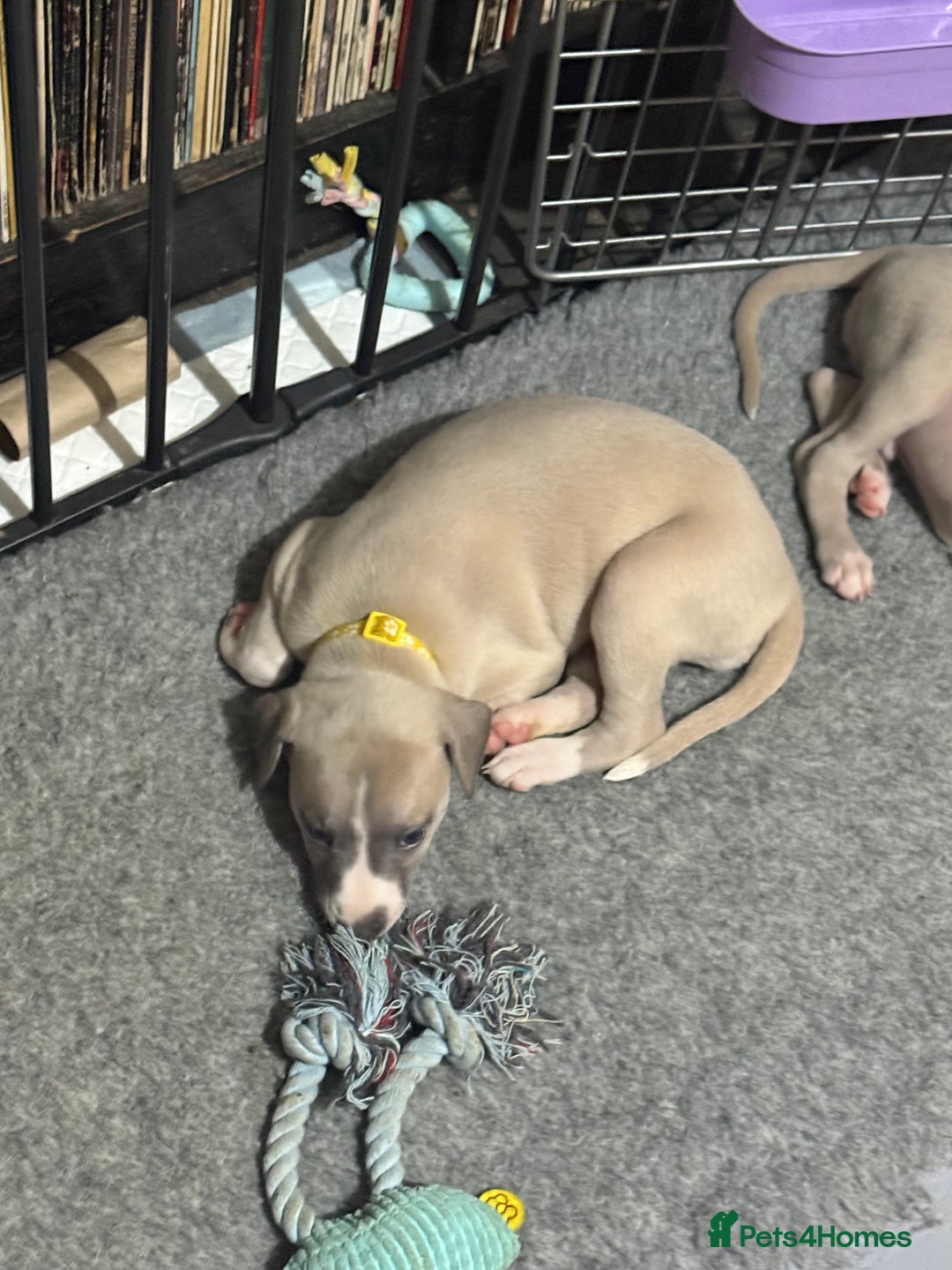 Whippet dogs for sale: Whippet puppies looking for exceptional homes - Advert 3