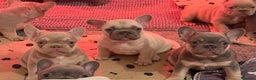 French Bulldog dogs for sale: French Bulldog Puppies  - Advert 12