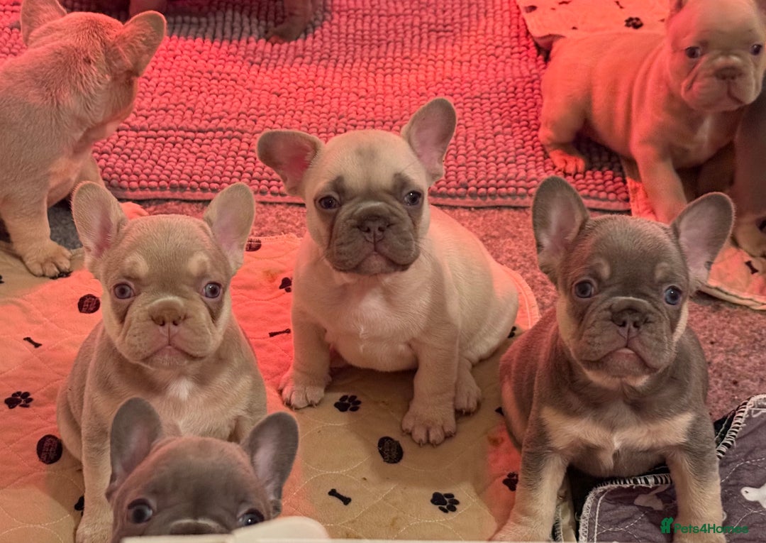 French Bulldog dogs for sale: French Bulldog Puppies  - Advert 12