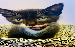European cats for sale: Colourful kittens - Image 16