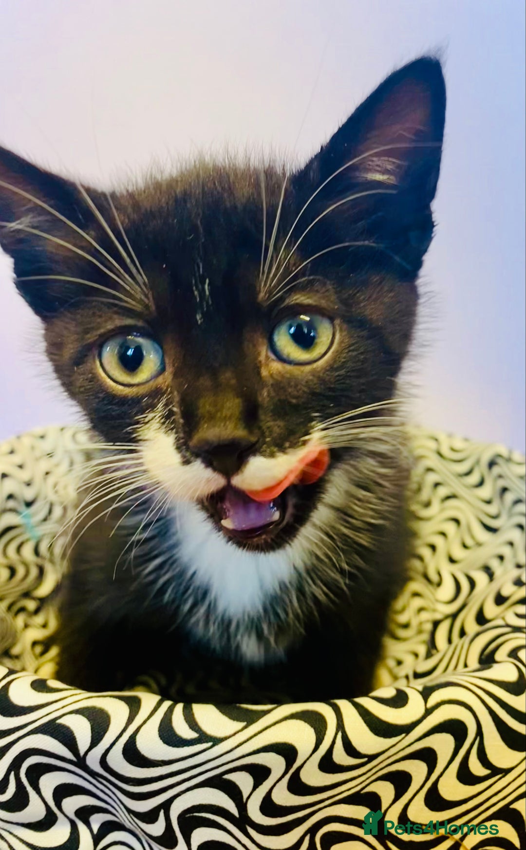 European cats for sale: Colourful kittens - Image 16