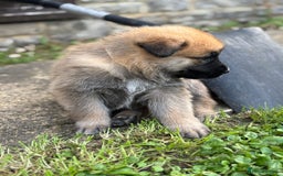 German Shepherd dogs for sale: German Shepherd puppies (Alsatian) - Image 8