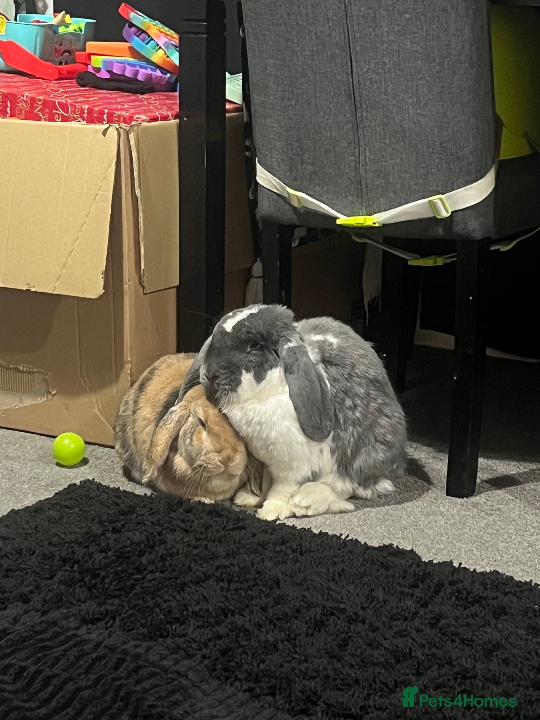 Mixed Breed rabbits for sale: 2 free free roam bunnies - Advert 4