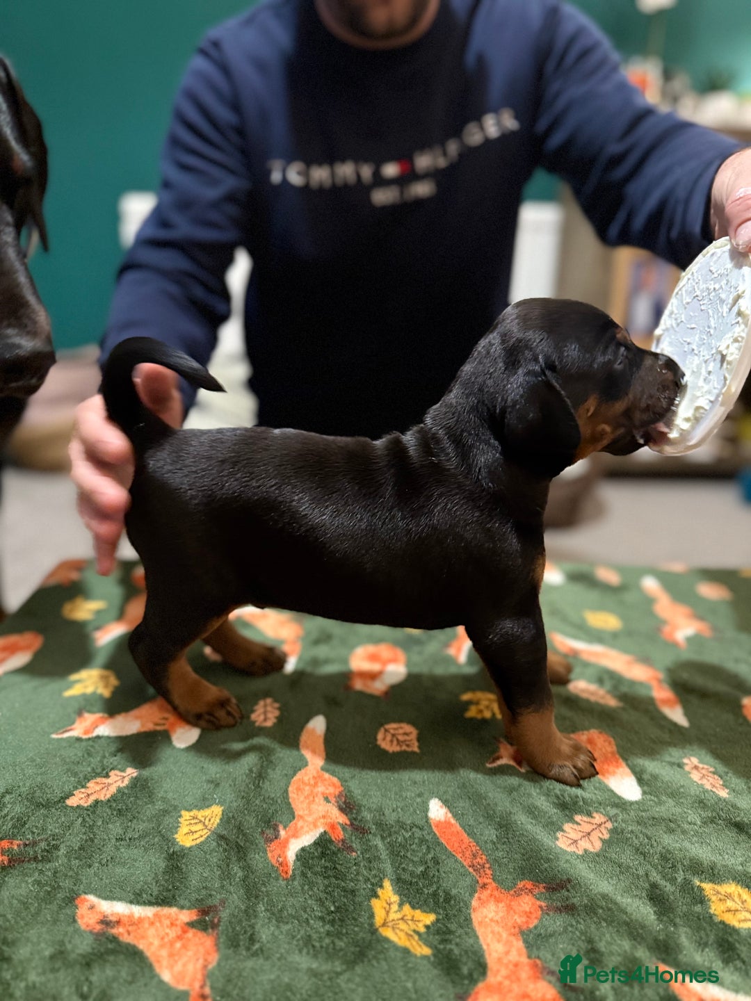 Dobermann dogs for sale: Stunning Top/Best Bloodline Dobermanns For Sale* - Advert 3
