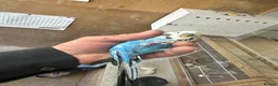 Budgerigars birds for sale: Budgies for sale  in Spalding - Advert 23
