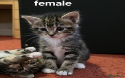 Maine Coon cats for sale: MaineCoon x Tabby Girl–Premium Line, 10 Weeks Old  - Image 3
