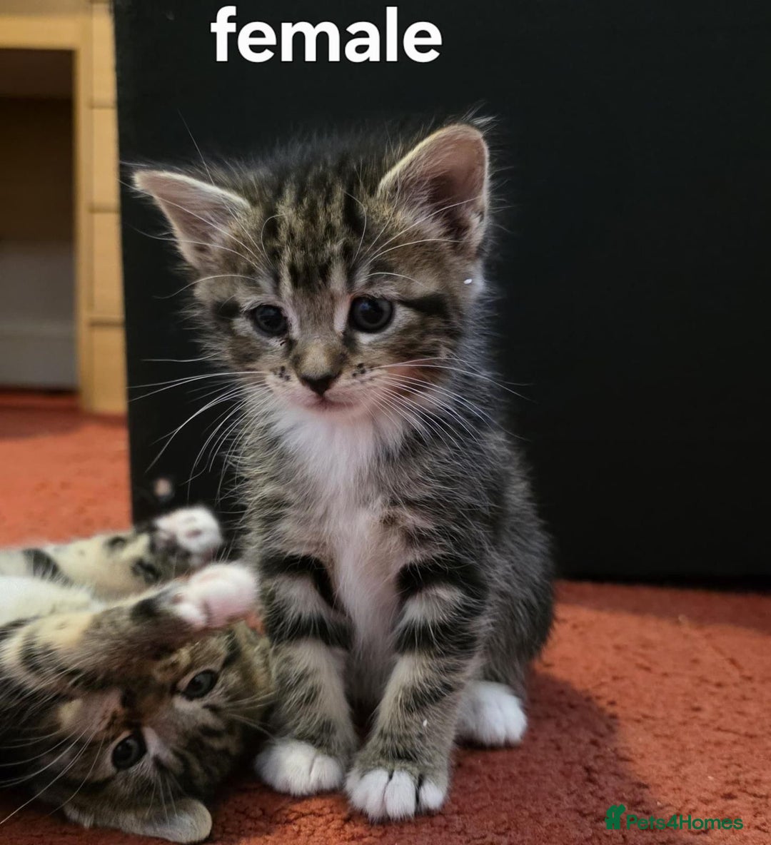 Maine Coon cats for sale: MaineCoon x Tabby Girl–Premium Line, 10 Weeks Old  - Image 3