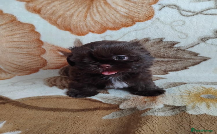 Shih Tzu dogs - Advert 5