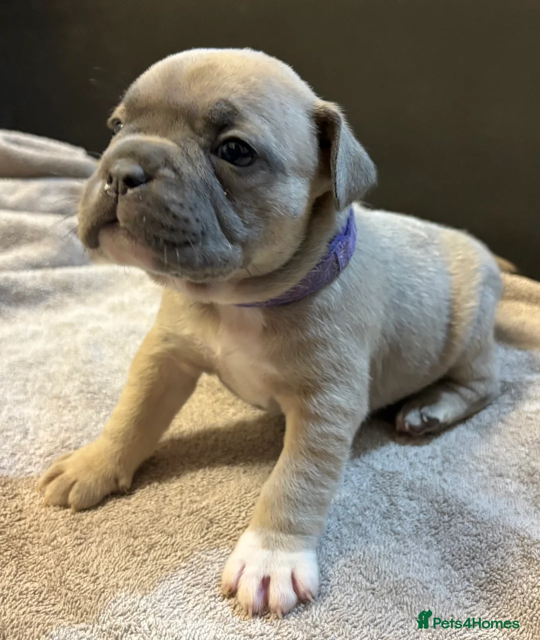 Mixed Breed dogs for sale: Frenchie mix - Advert 30