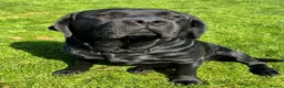 Labrador Retriever dogs for stud: Labrador, proven, health tested, show bred  - Advert 18