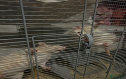 Rat rodents for sale: Rats for sale  - Image 5