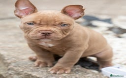 American Bully dogs for sale: ABKC Registered Pocket Bully Puppies in Wolverhampton - Image 3