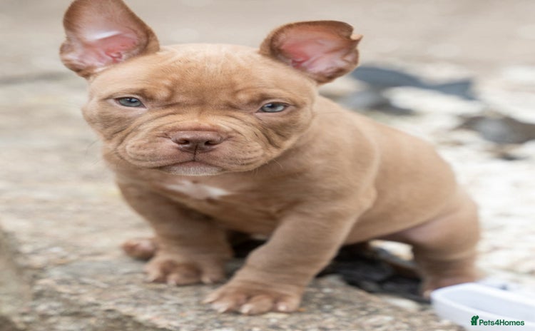 American Bully dogs in Wolverhampton - Advert 2