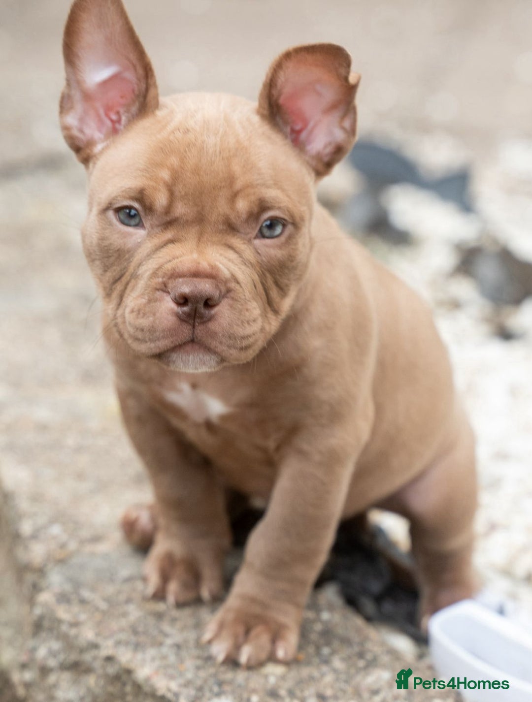 American Bully dogs for sale: ABKC Registered Pocket Bully Puppies in Wolverhampton - Image 3