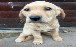 Labrador Retriever dogs for sale: Beautiful fox red and cream Labrador retriever - Image 2