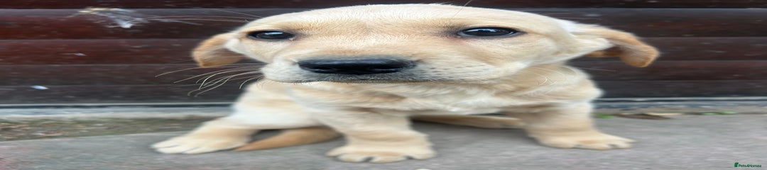 Labrador Retriever Puppy 2 female 