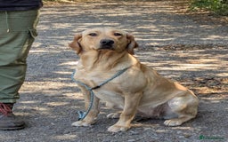 Labrador Retriever dogs for sale: Part-Trained Yellow Labrador Bitch, calm and kind in Bristol - Image 3