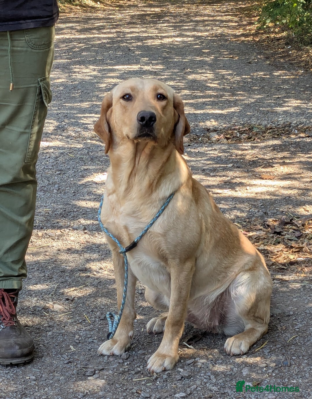 Labrador Retriever dogs for sale: Part-Trained Yellow Labrador Bitch, calm and kind in Bristol - Image 3