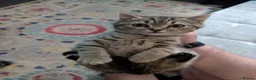 British Shorthair cats for sale: Nora  - Advert 1