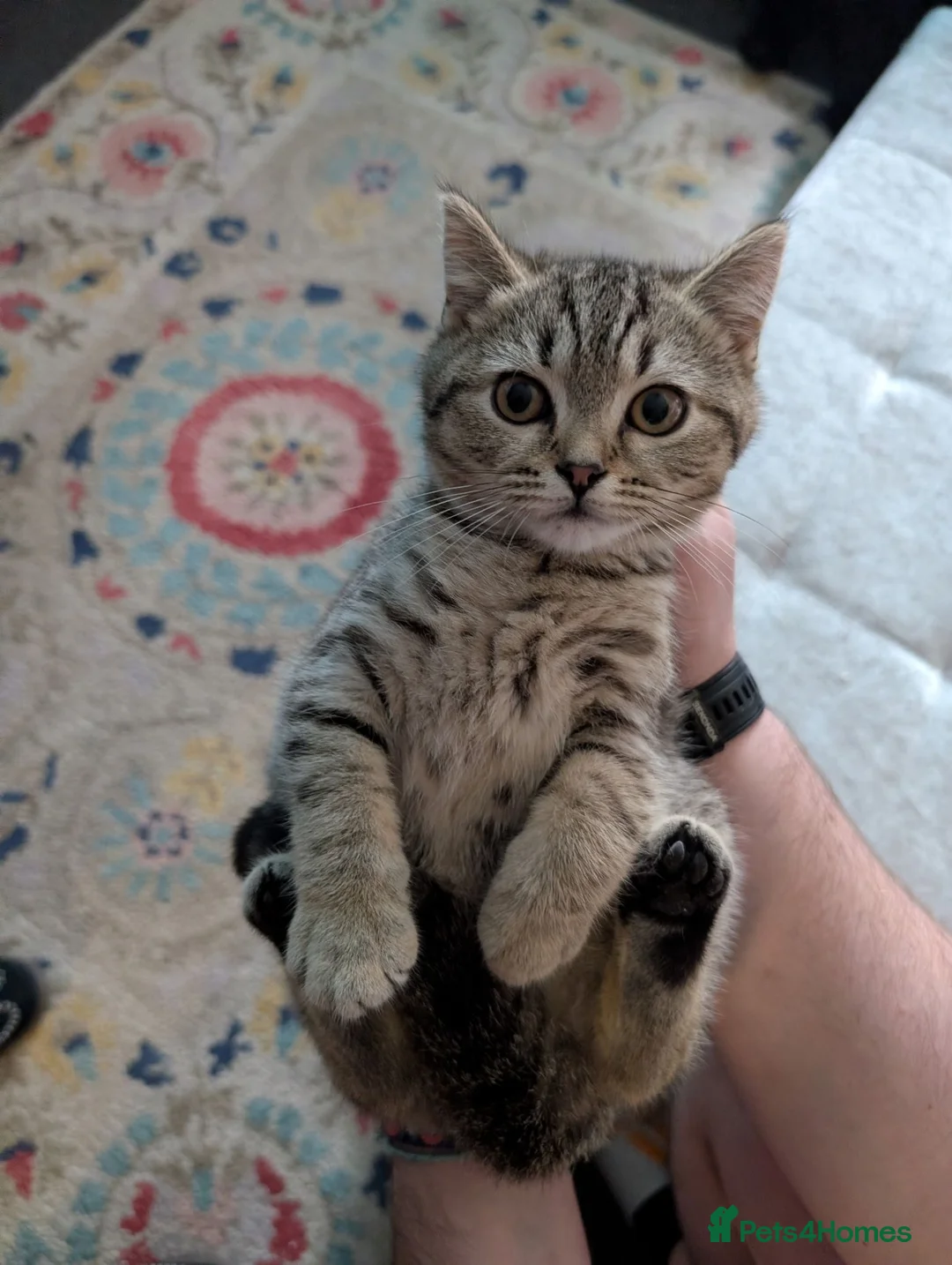 British Shorthair cats for sale: Nora  - Advert 1