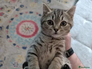 British Shorthair cats Nora - Advert 1