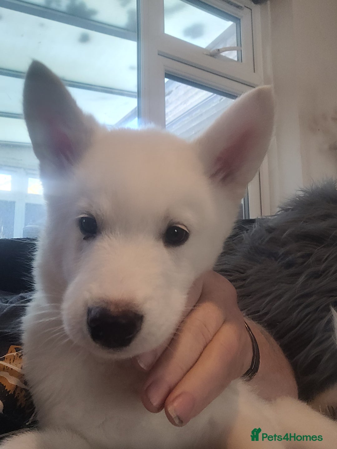 Siberian Husky dogs for sale: Two husky puppies  - Image 2