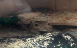 Gerbil rodents for sale: 4 Male Gerbils  - Image 2