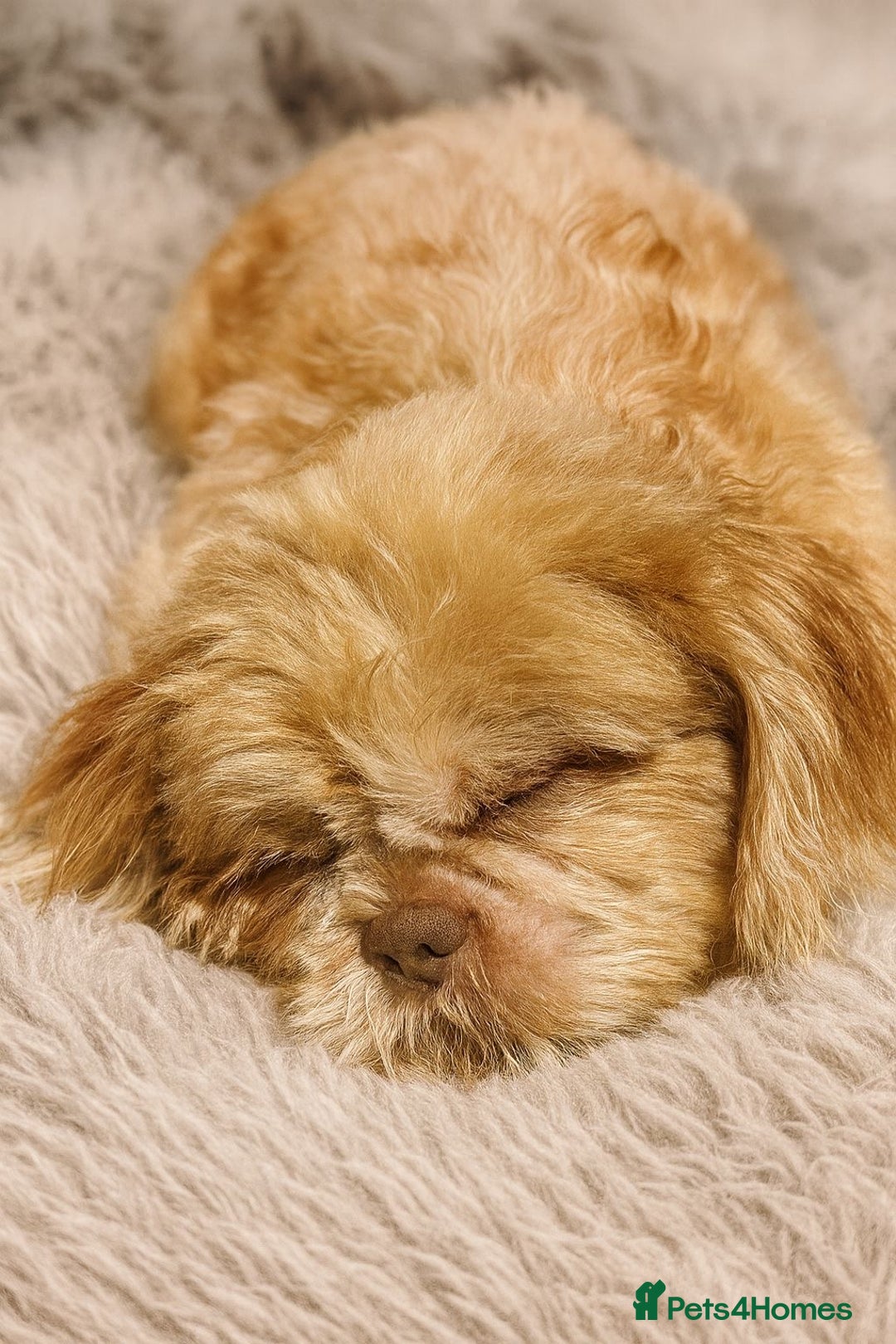 Shih Tzu dogs for stud: STUD Cupid 💜 All fertility extras included  - Advert 1