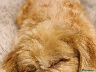 Shih Tzu dogs STUD Cupid 💜 All fertility extras included - Advert 7