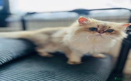 British Longhair cats for stud: 🐾🐾🐱Pretty boy looking for a girl 🐱🐾🐾 in Luton - Image 20