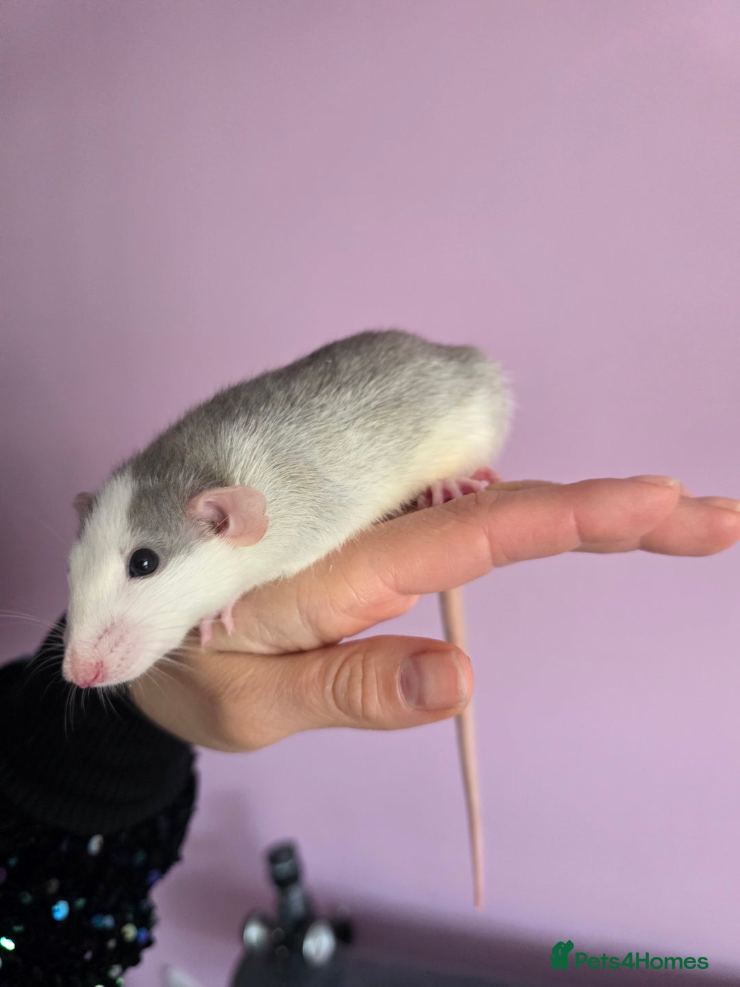 Rat rodents for sale: Baby rats - Advert 3
