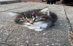 British Shorthair cats for sale: Cats for sale - Image 2