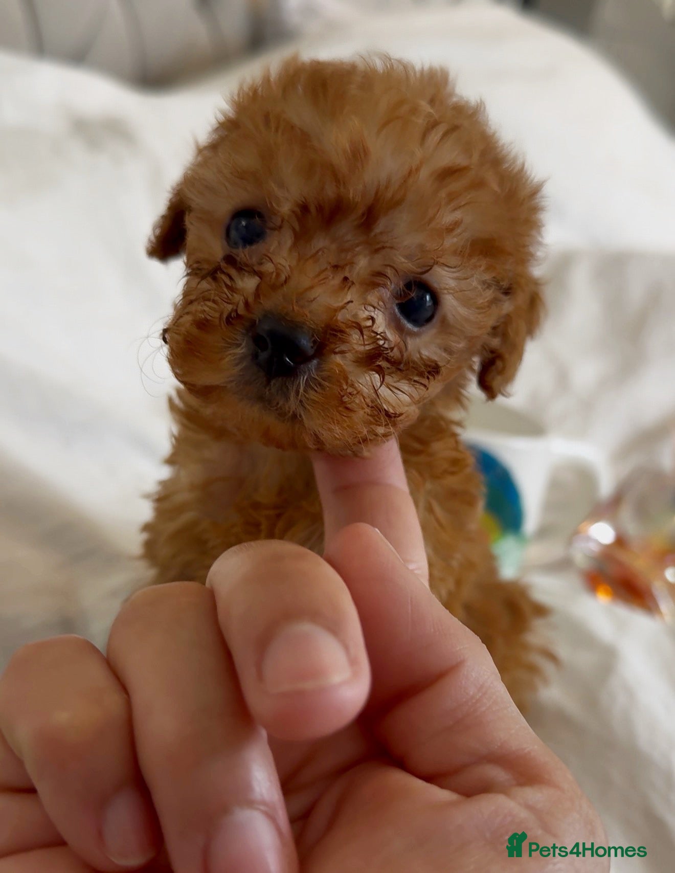 Toy Poodle dogs Asian Tiny Teddy Toy Poodles to Steal Your Heart  - Advert 1