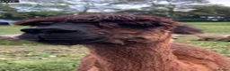 Alpaca livestock for sale: Suri alpaca male entire  - Advert 2