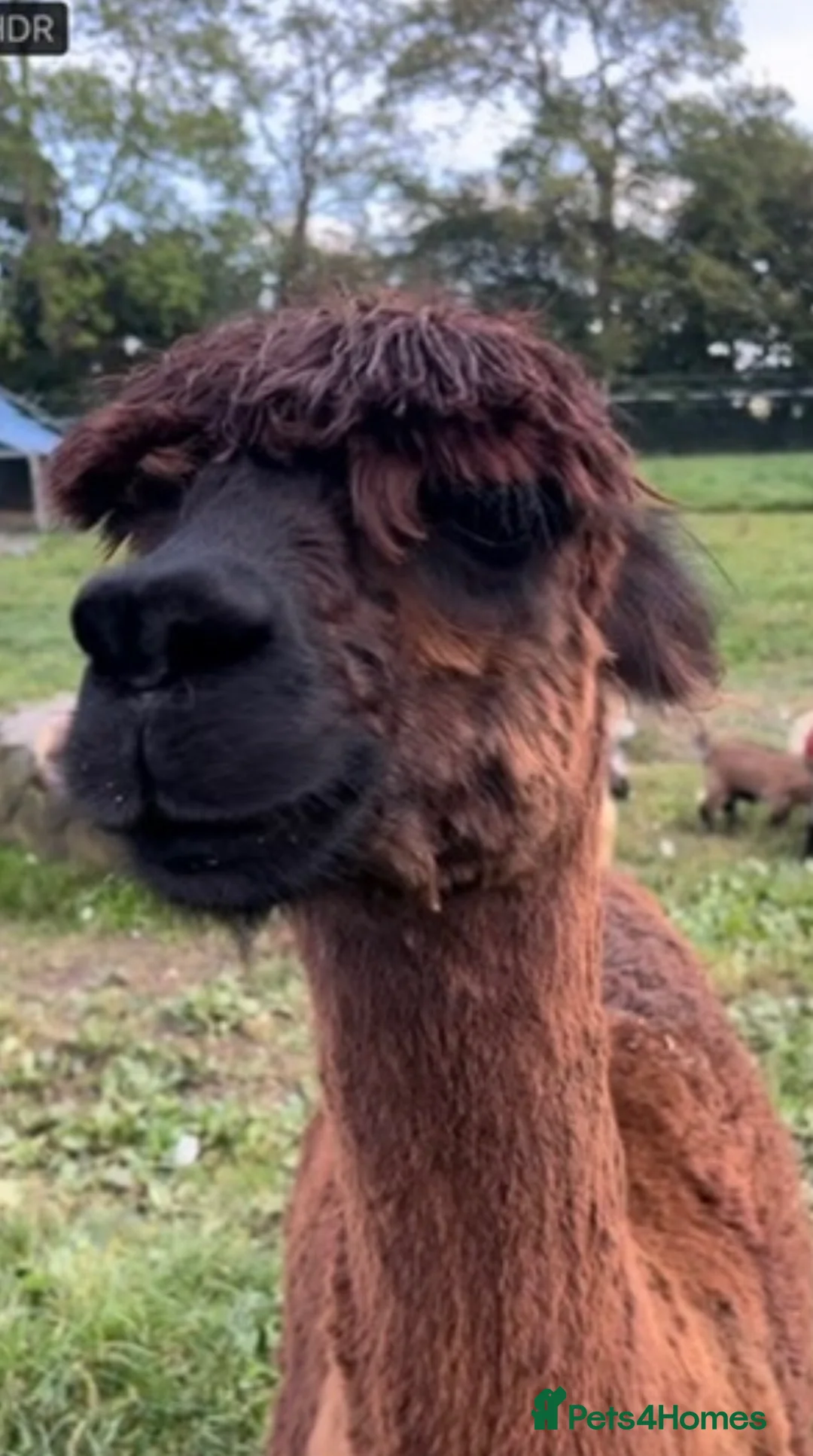 Alpaca livestock for sale: Suri alpaca male entire  - Advert 2