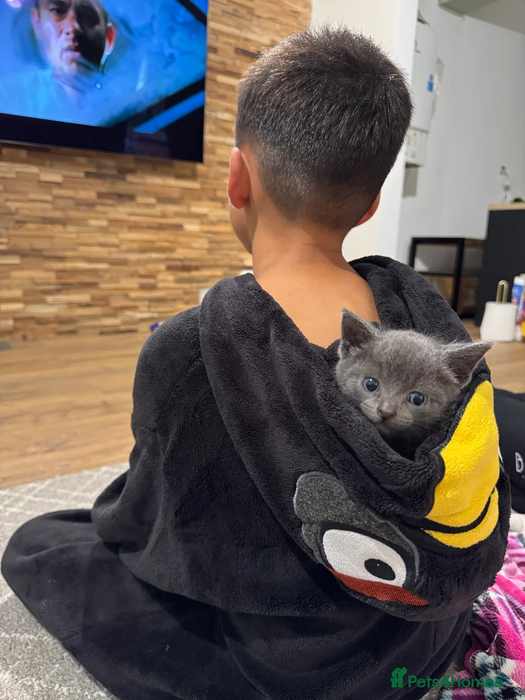 British Shorthair cats for sale: Little furry looking for a new forever home - Advert 2