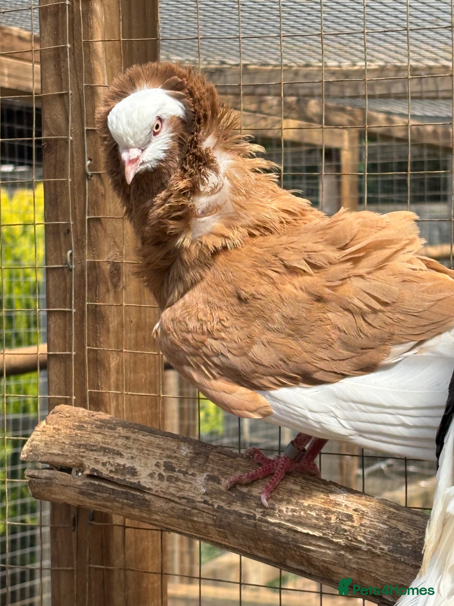 Pigeons birds Old Dutch Capuchine for sale - Advert 1