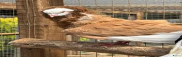 Pigeons birds for sale: Old Dutch Capuchine for sale - Advert 1