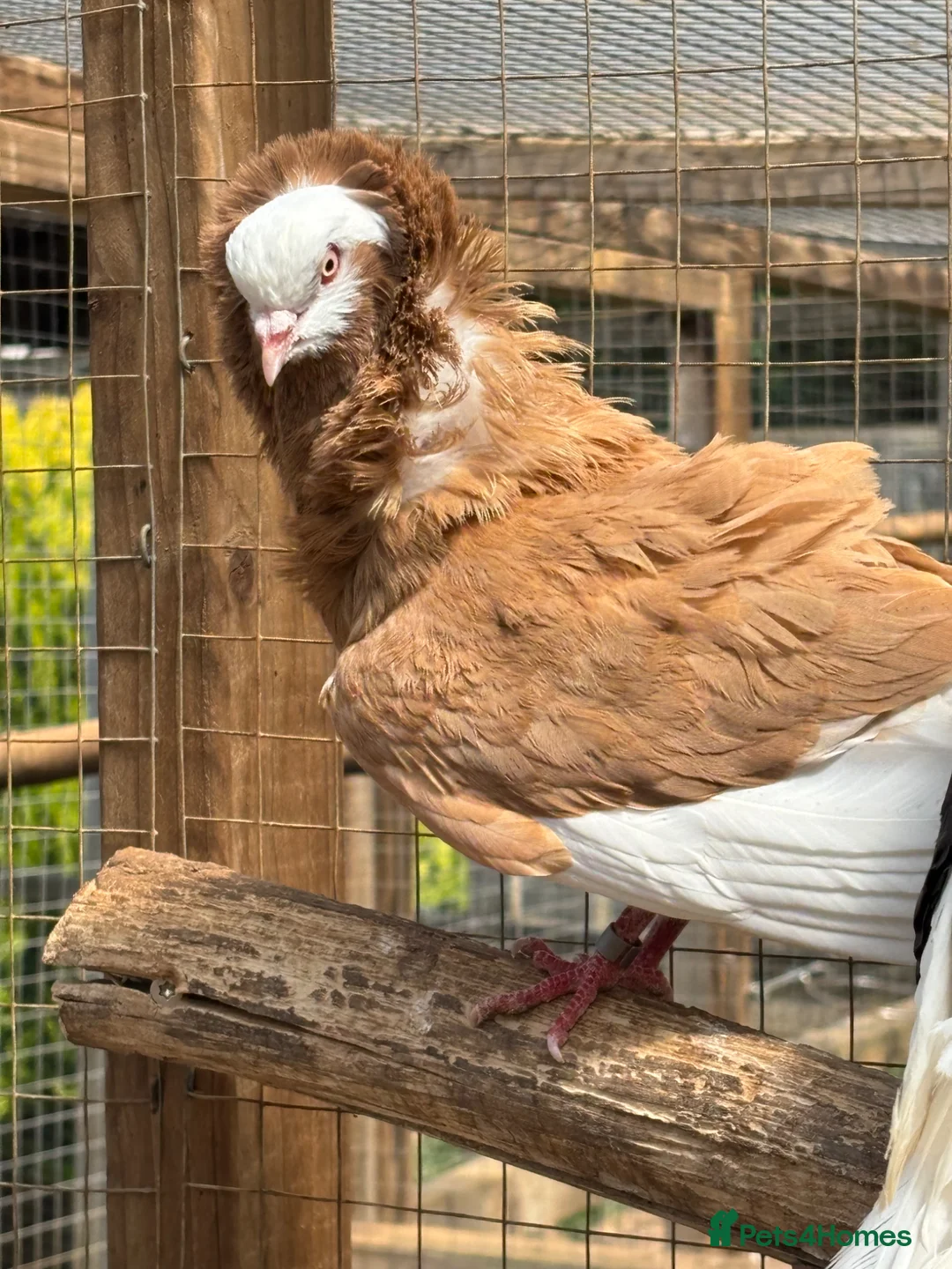 Pigeons birds for sale: Old Dutch Capuchine for sale - Advert 1