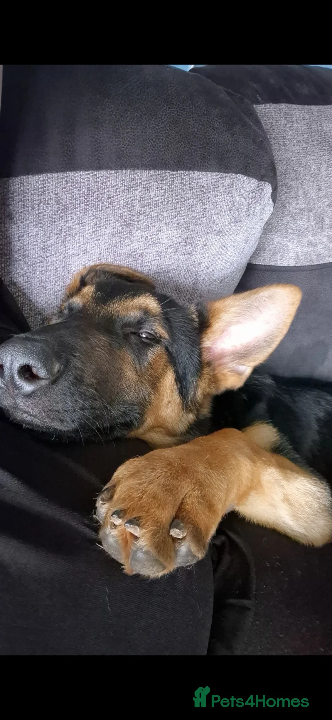 Mixed Breed dogs for sale: German Shepherd x Labrador - Advert 6