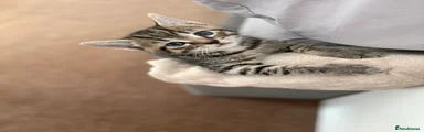 Domestic Shorthair Kitten 3