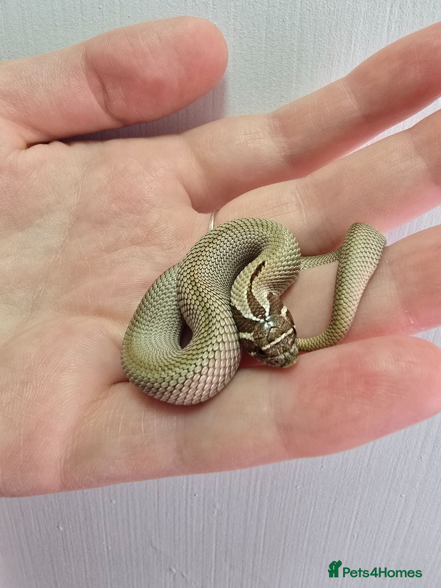 Snake reptiles CB 26 Western hognose babies ready for homes - Advert 1