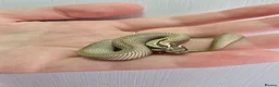 Snake reptiles for sale: CB 26 Western hognose babies ready for homes - Advert 1