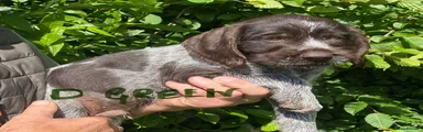 German Wirehaired Pointer Puppy 3