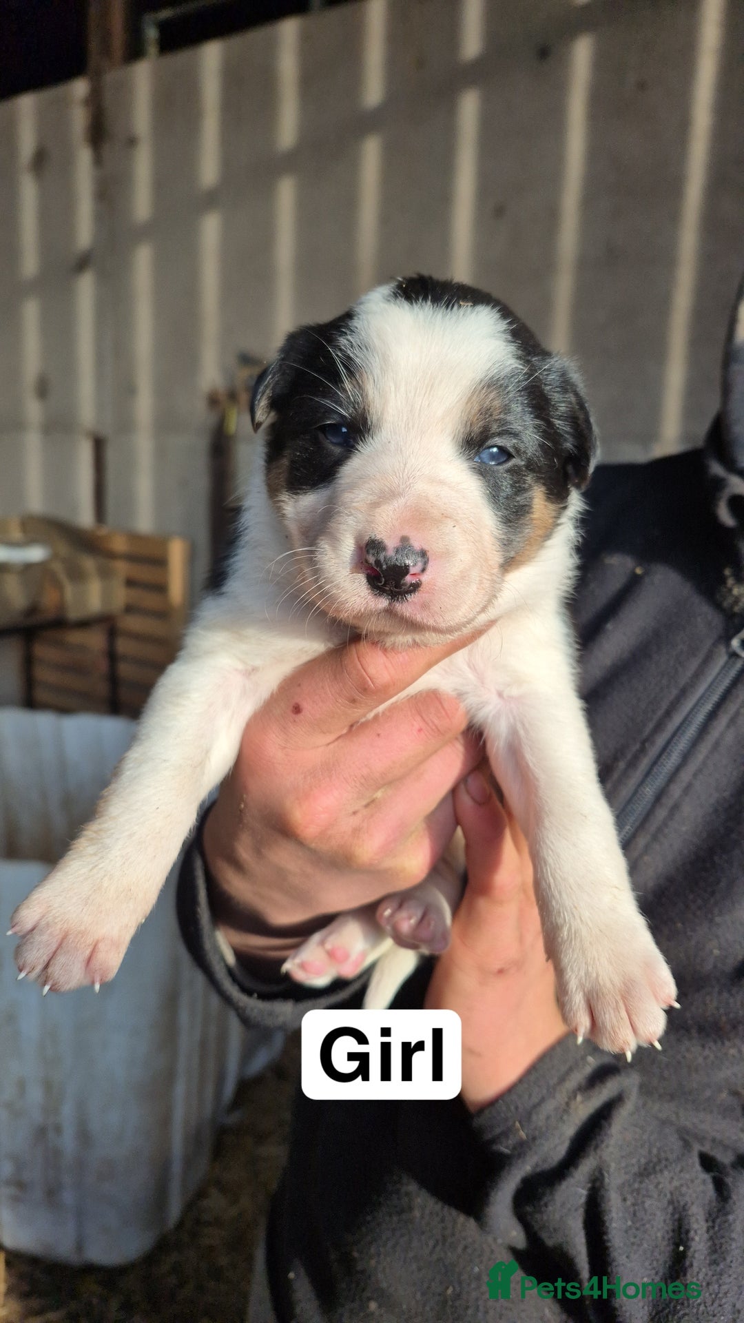 Border Collie dogs for sale: Border Collie Pups - Advert 3