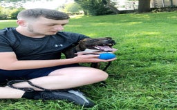 Mixed Breed dogs for sale: Dog free - Image 4