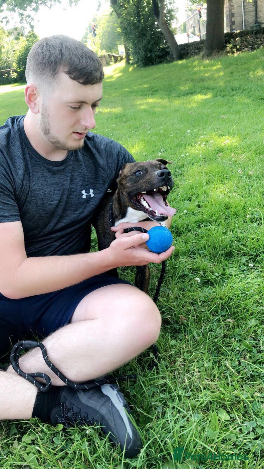 Mixed Breed dogs for sale: Dog free - Image 4