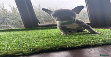 French Bulldog dogs - Advert 3